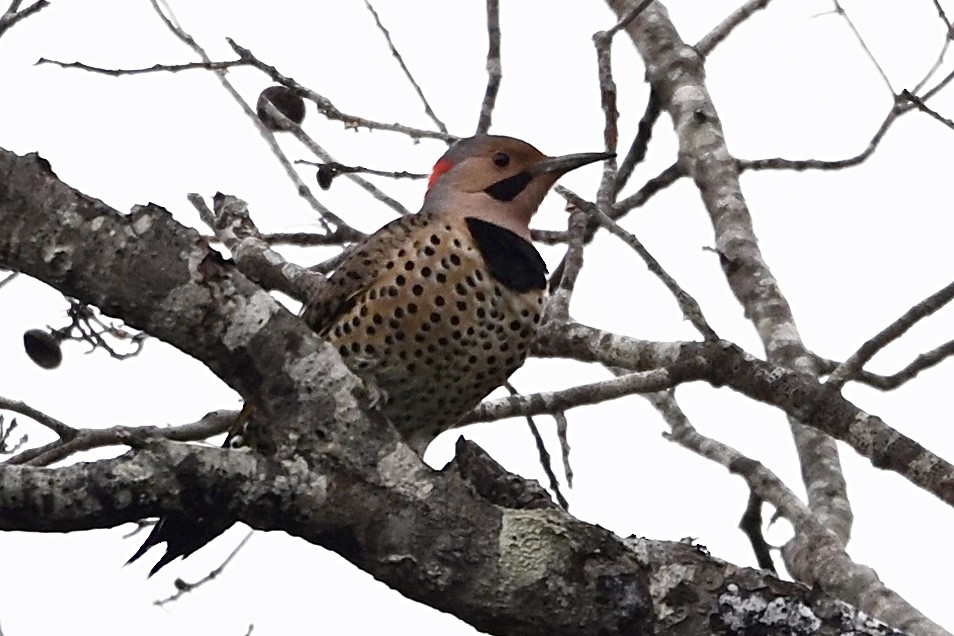 datel zlatý - ML646405504