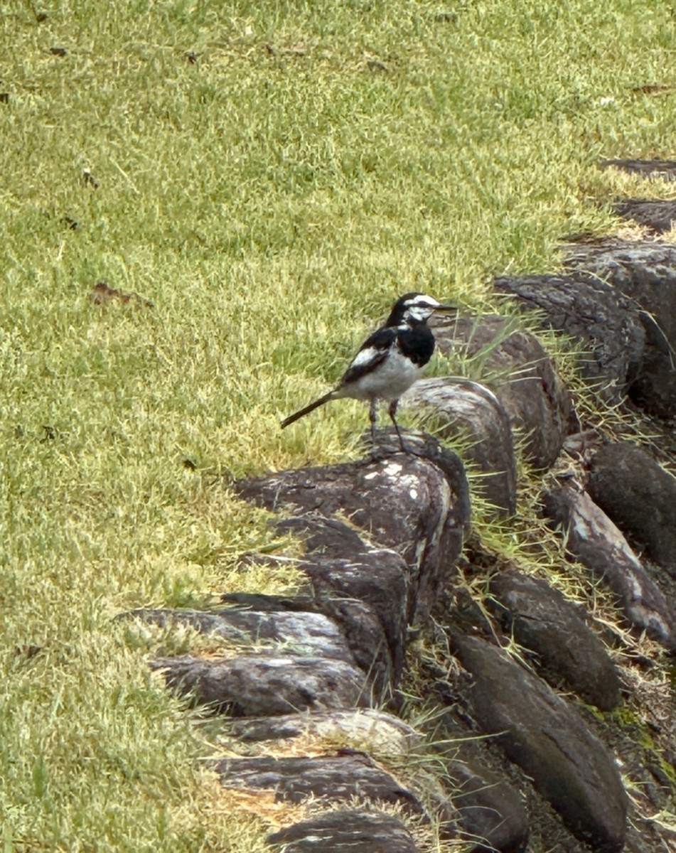 White Wagtail (Black-backed) - ML646405505