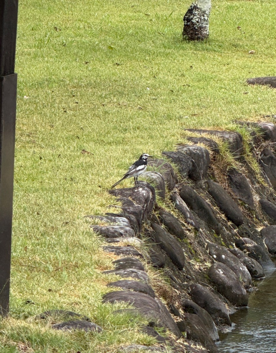 White Wagtail (Black-backed) - ML646405506