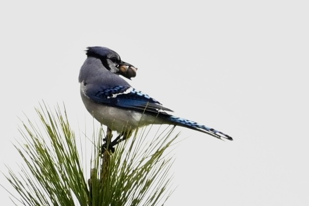 sojka chocholatá - ML646405507