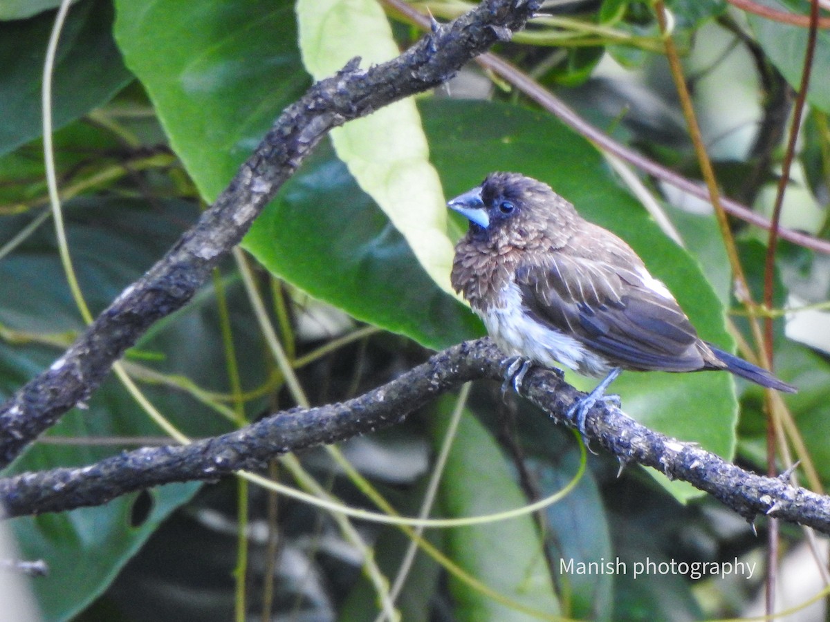 Capucin domino - ML646405508