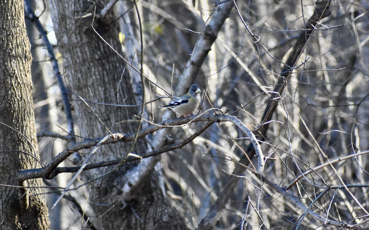 Evening Grosbeak - ML646405510