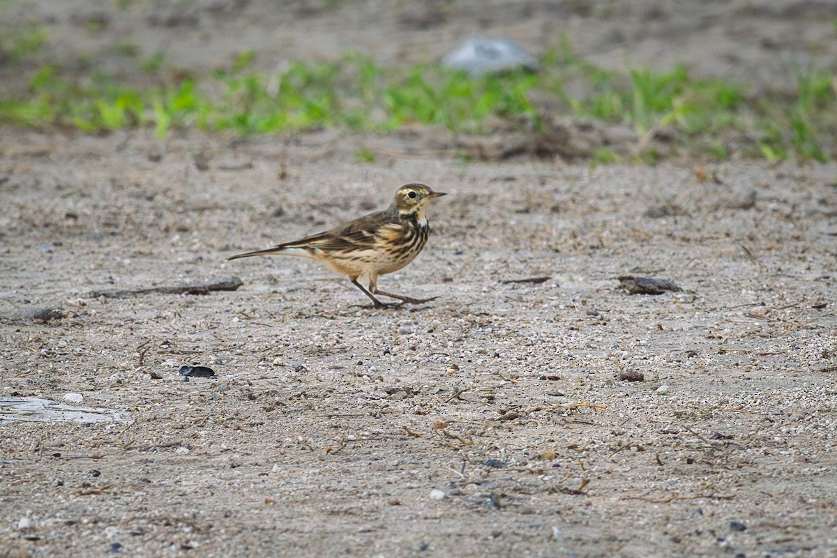 American Pipit - ML646405511