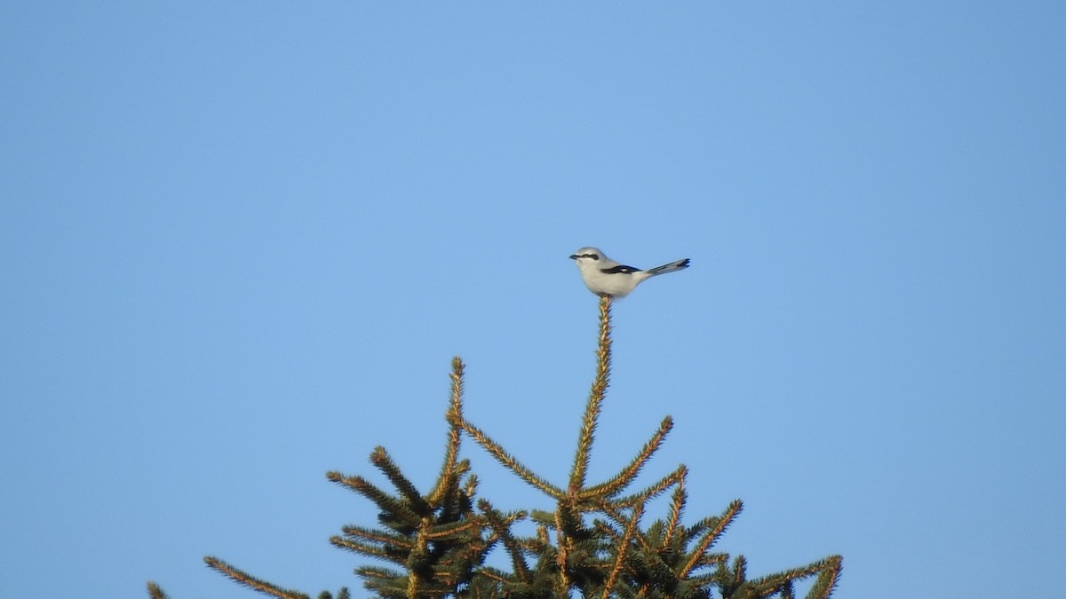 Antzandobi boreala - ML646405512