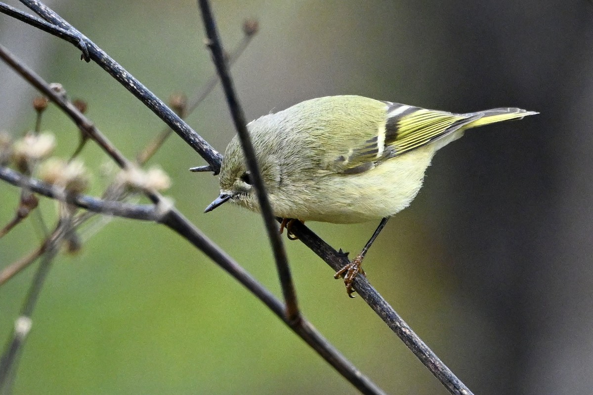 králíček americký - ML646405513