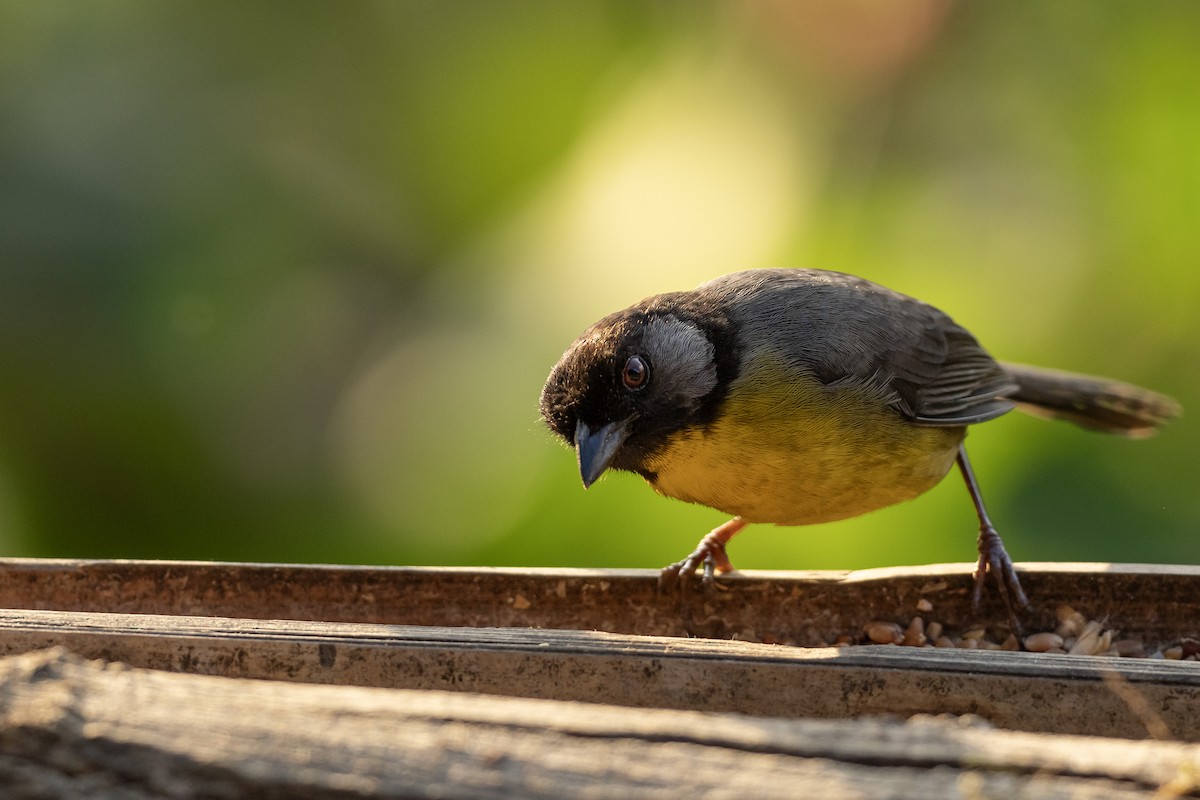 Santa Marta Brushfinch - ML646405515