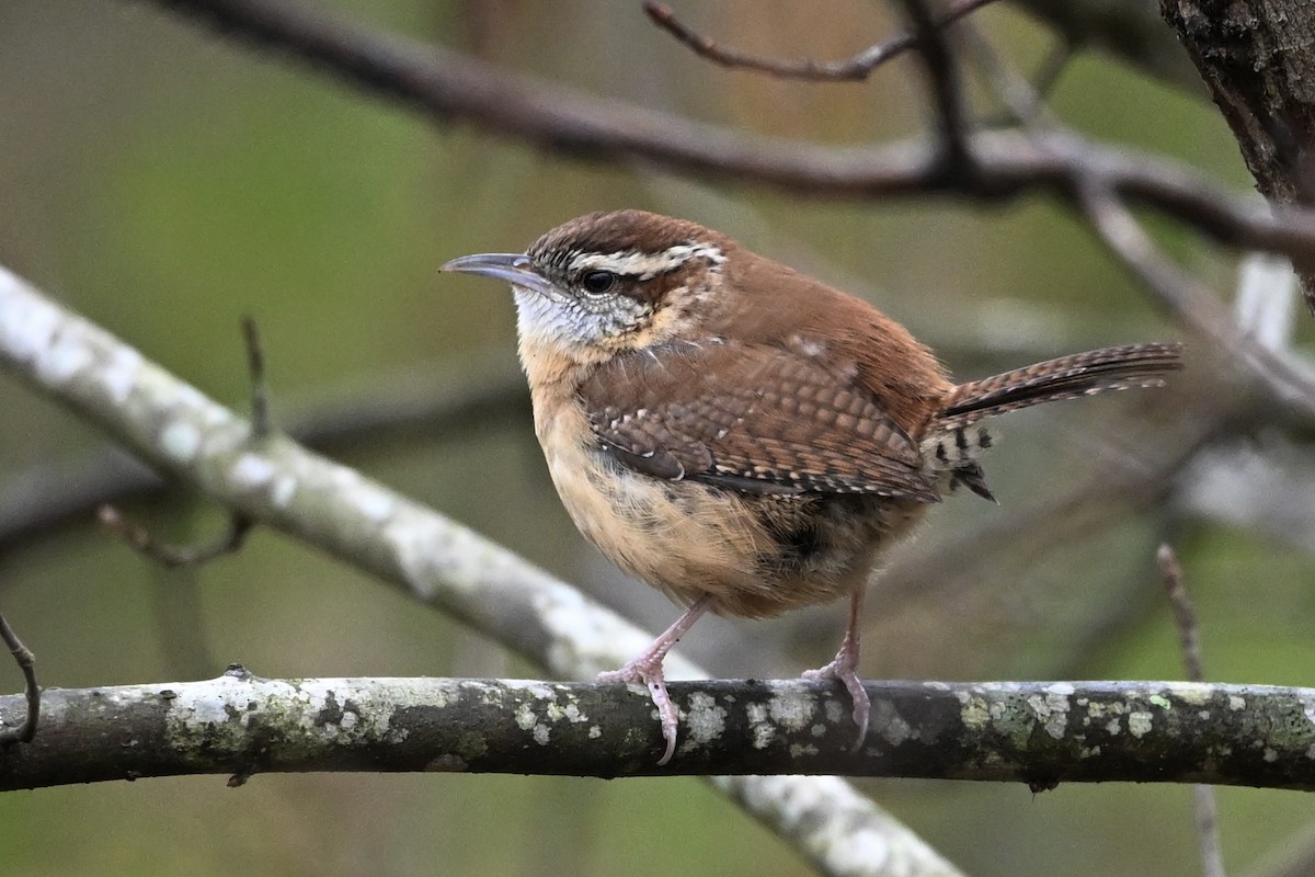 střízlík karolínský - ML646405517