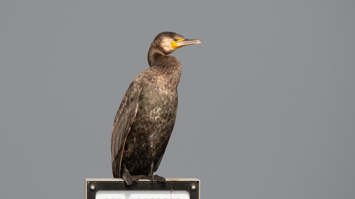 Great Cormorant - ML646405519