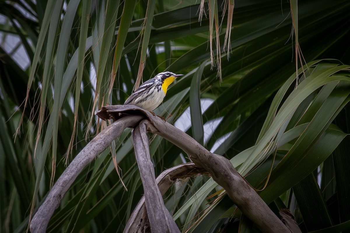 Yellow-throated Warbler - ML646405520