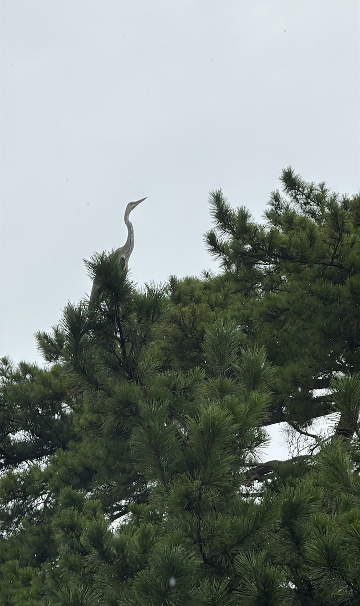 Gray Heron - ML646405521