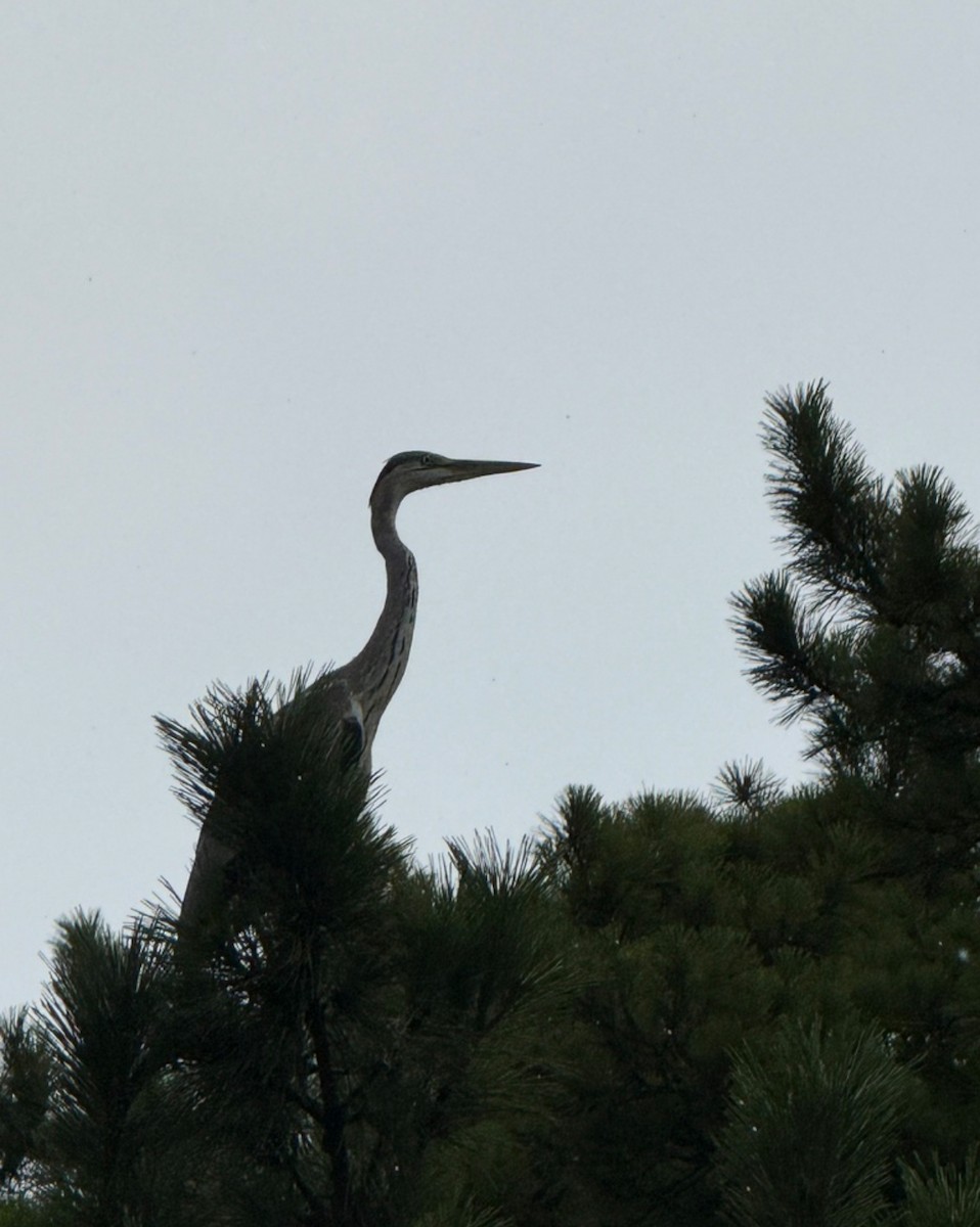 Gray Heron - ML646405522
