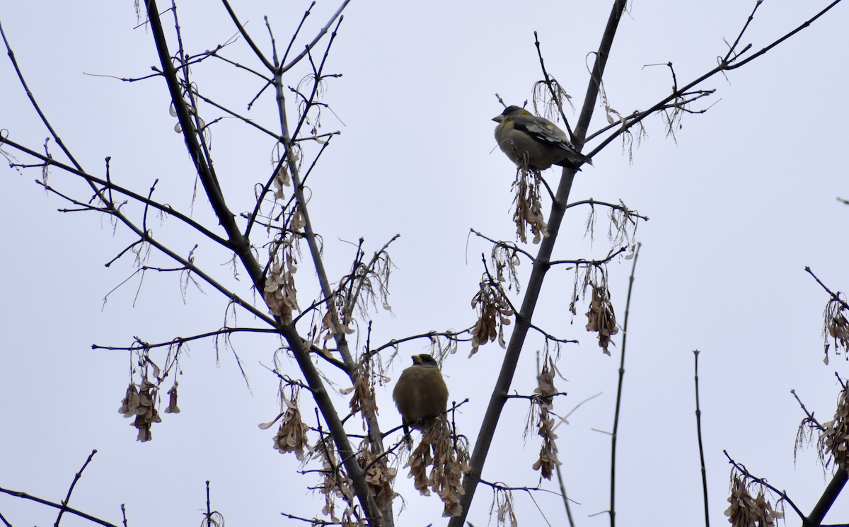 Evening Grosbeak - ML646405523
