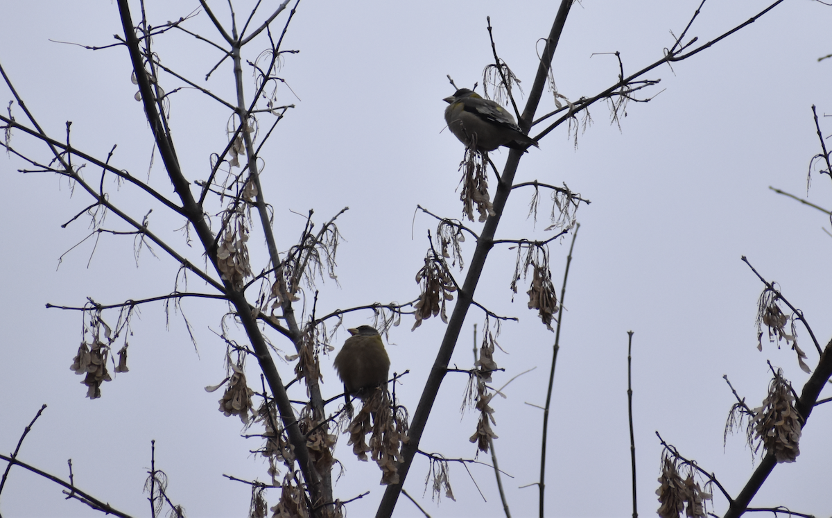 Evening Grosbeak - ML646405524