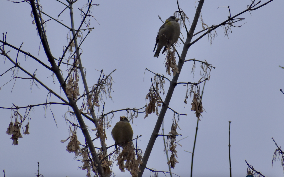 Evening Grosbeak - ML646405525