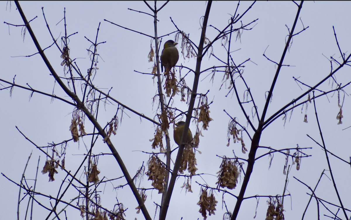 Evening Grosbeak - ML646405526