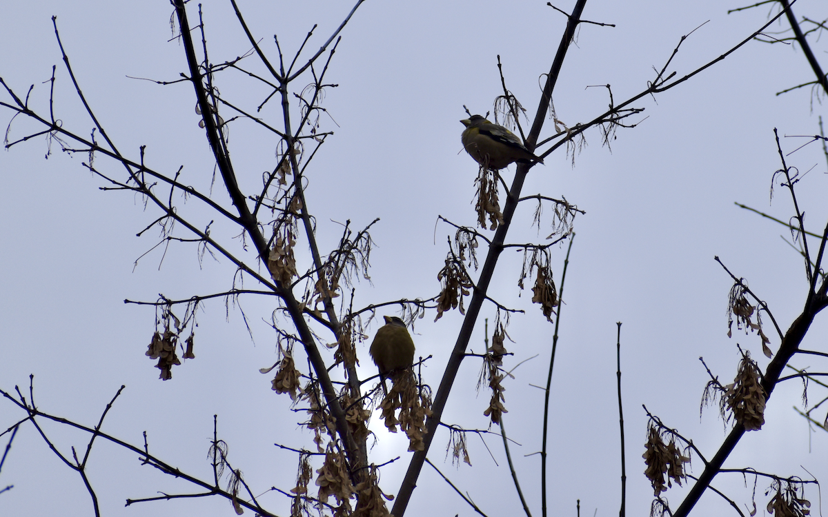 Evening Grosbeak - ML646405527