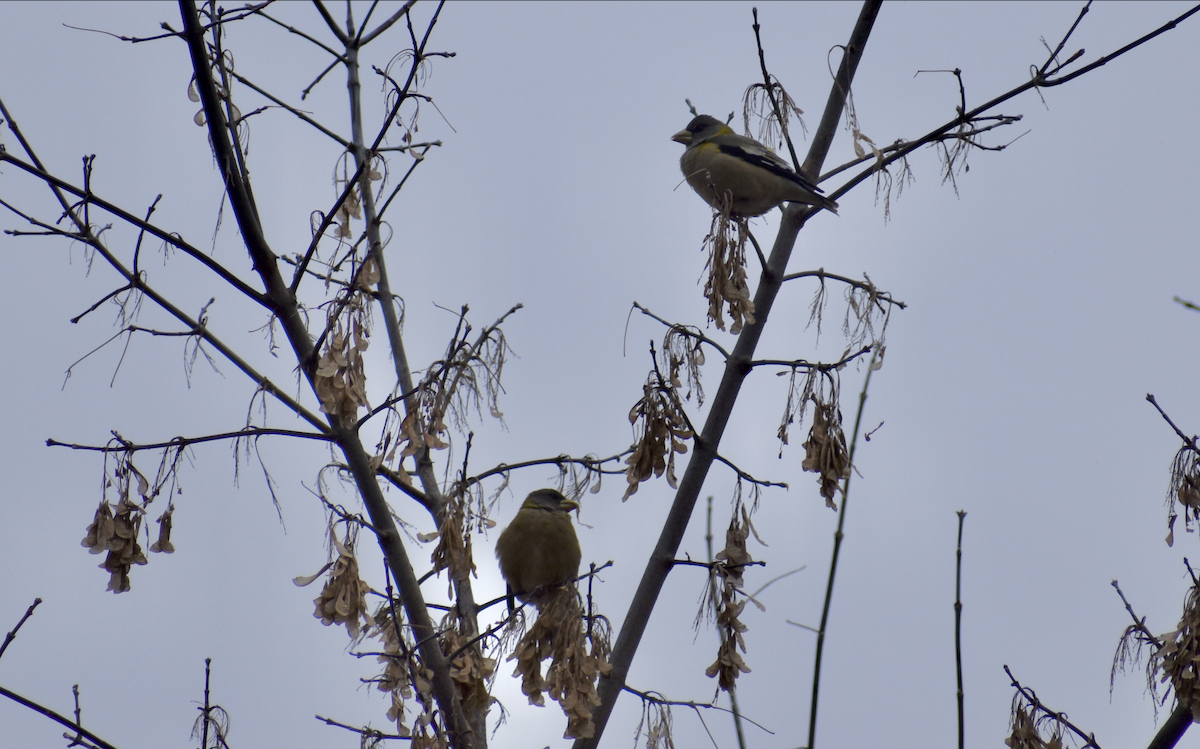 Evening Grosbeak - ML646405528