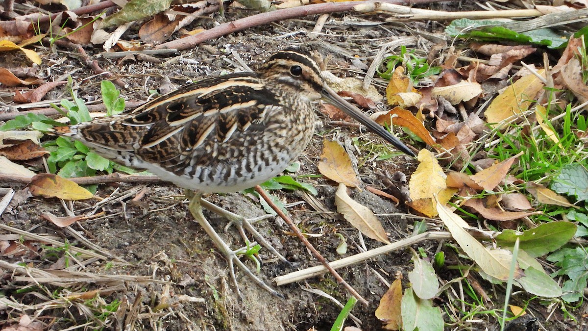 Common Snipe - ML646405529
