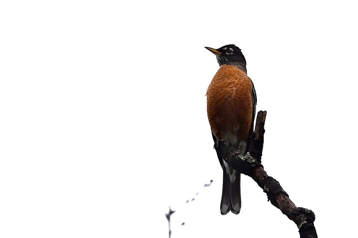 Странствующий дрозд - ML646405530