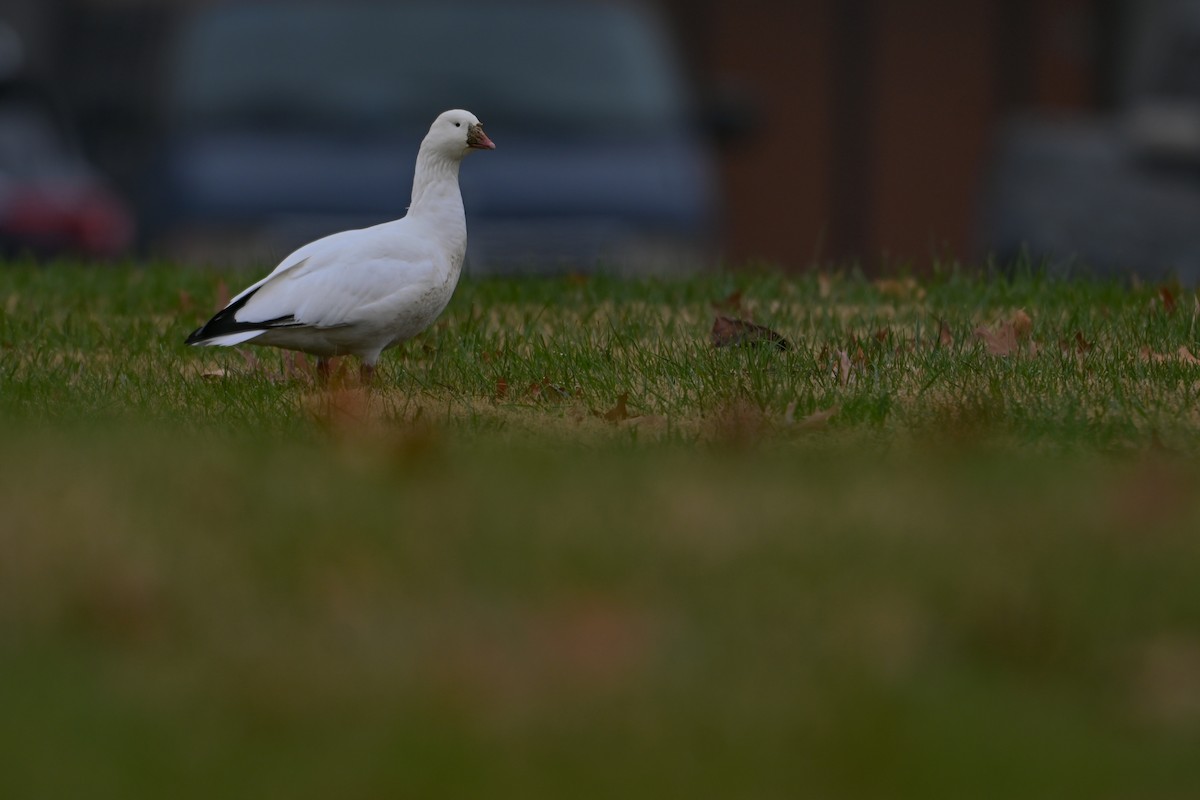 Ross's Goose - ML646405536