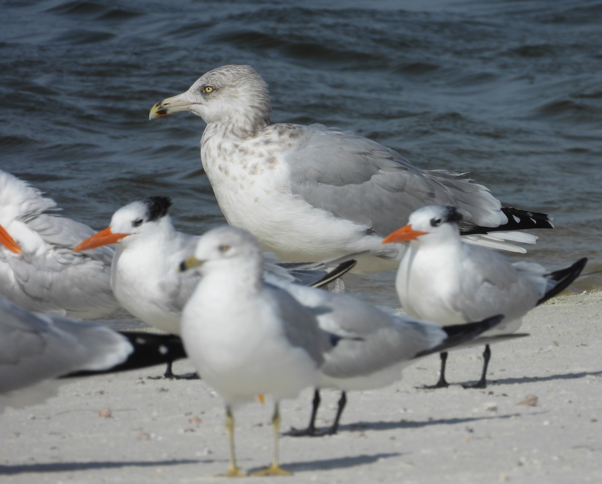 American Herring Gull - ML646405537