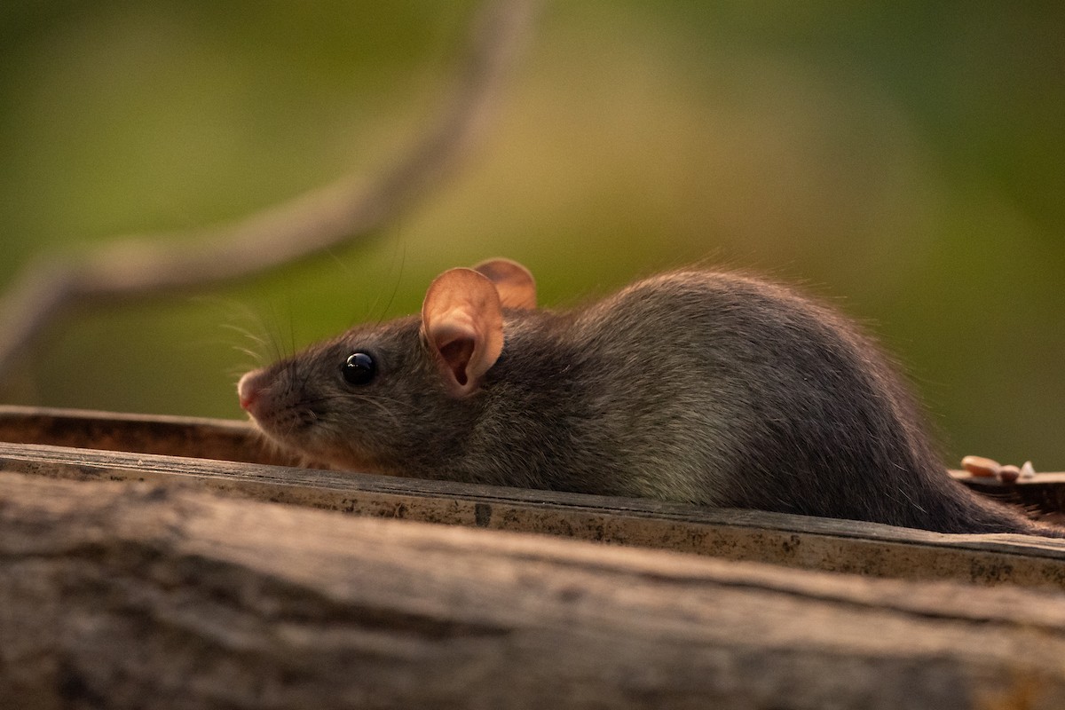 Ratto nero - ML646405539