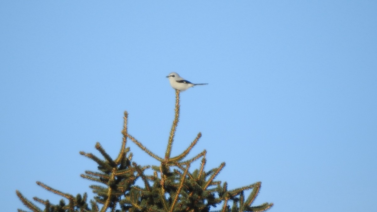 Antzandobi boreala - ML646405544