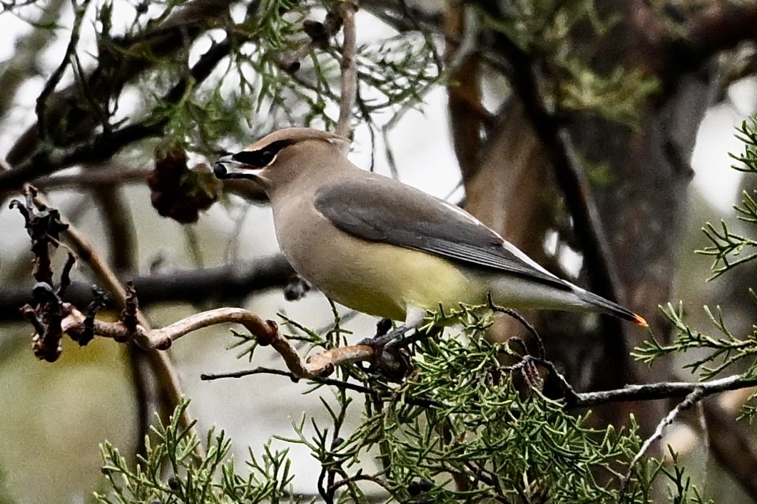 brkoslav americký - ML646405547