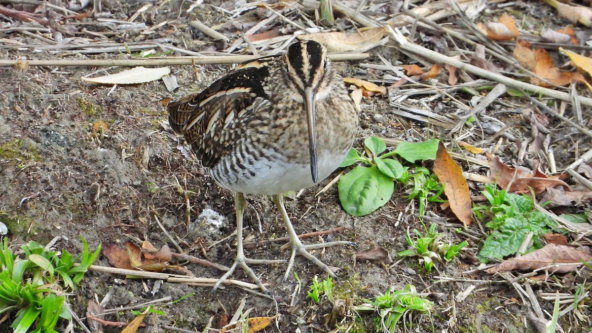 Common Snipe - ML646405548