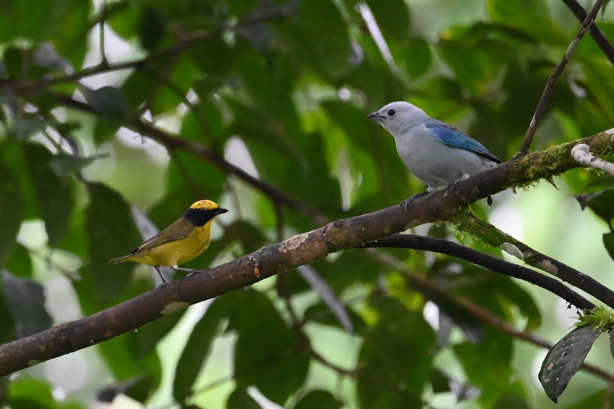 Thick-billed Euphonia - ML646405550