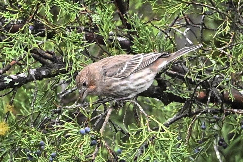 hýl rudoprsý - ML646405551