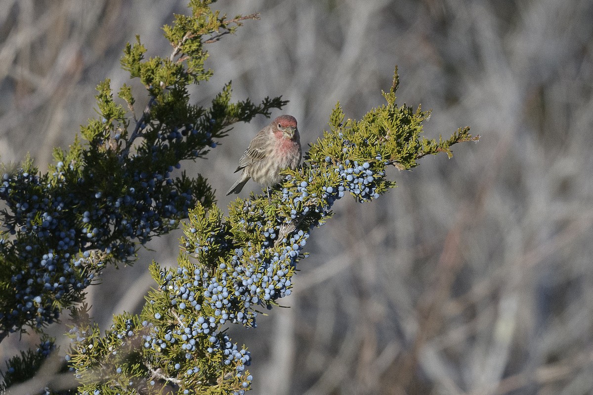 House Finch - ML646405552
