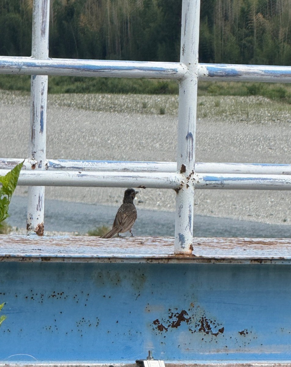 Brown-eared Bulbul - ML646405554