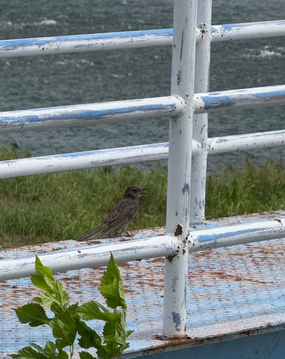 Brown-eared Bulbul - ML646405555