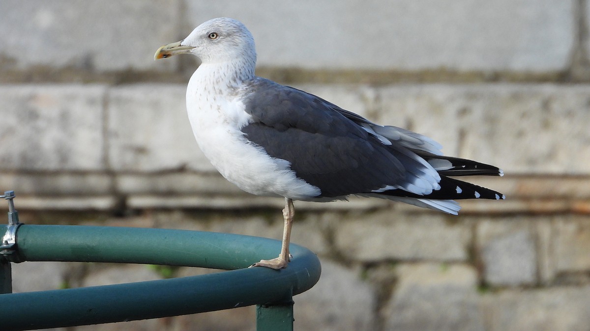 Lesser Black-backed Gull - ML646405560