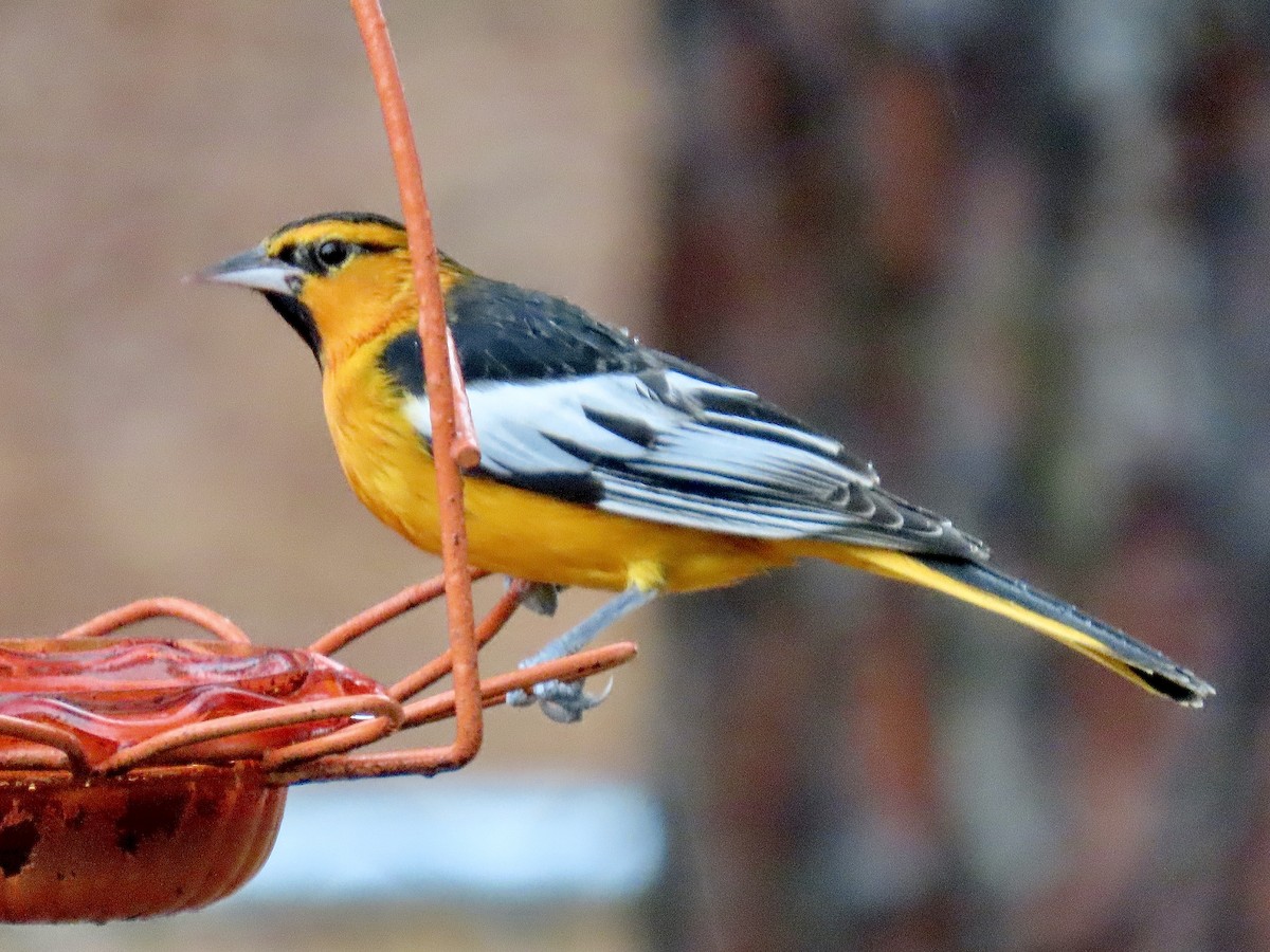 Bullock's Oriole - ML646405561