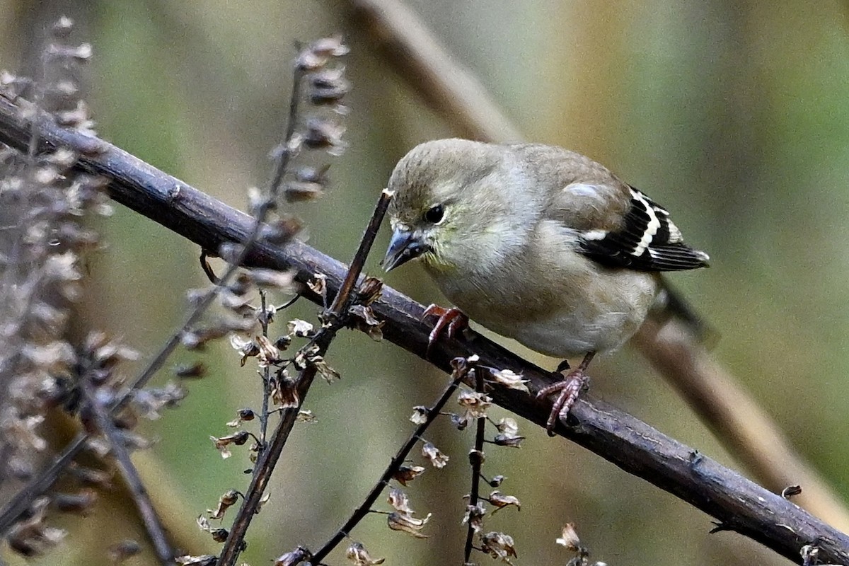 čížek žlutý - ML646405563
