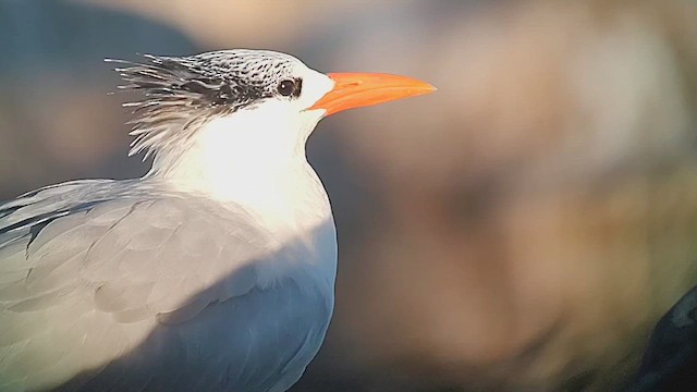 Королевская крачка - ML646405565