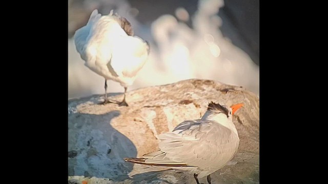 Королевская крачка - ML646405567