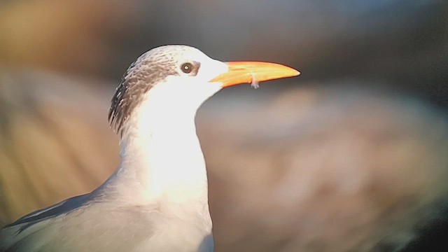 Королевская крачка - ML646405568