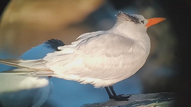 Королевская крачка - ML646405569