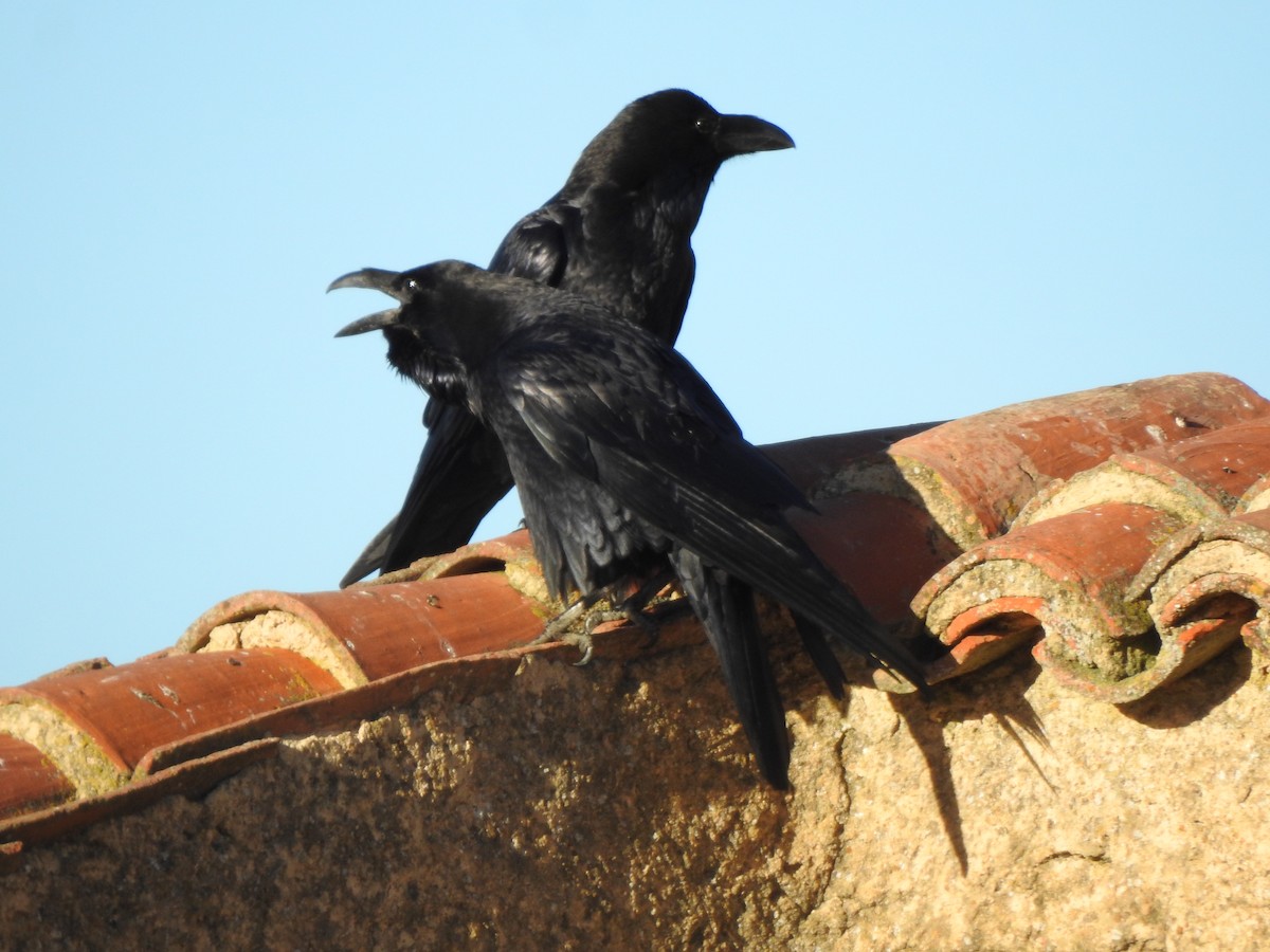 Erroi handia - ML646405570