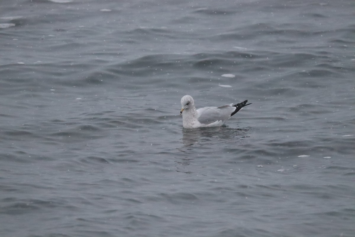 Ring-billed Gull - ML646405571