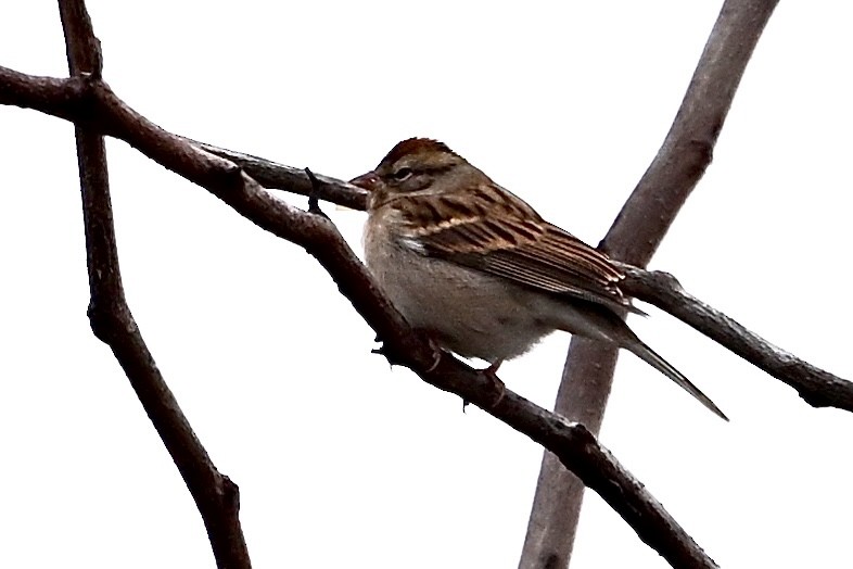 strnádka vrabcovitá - ML646405572