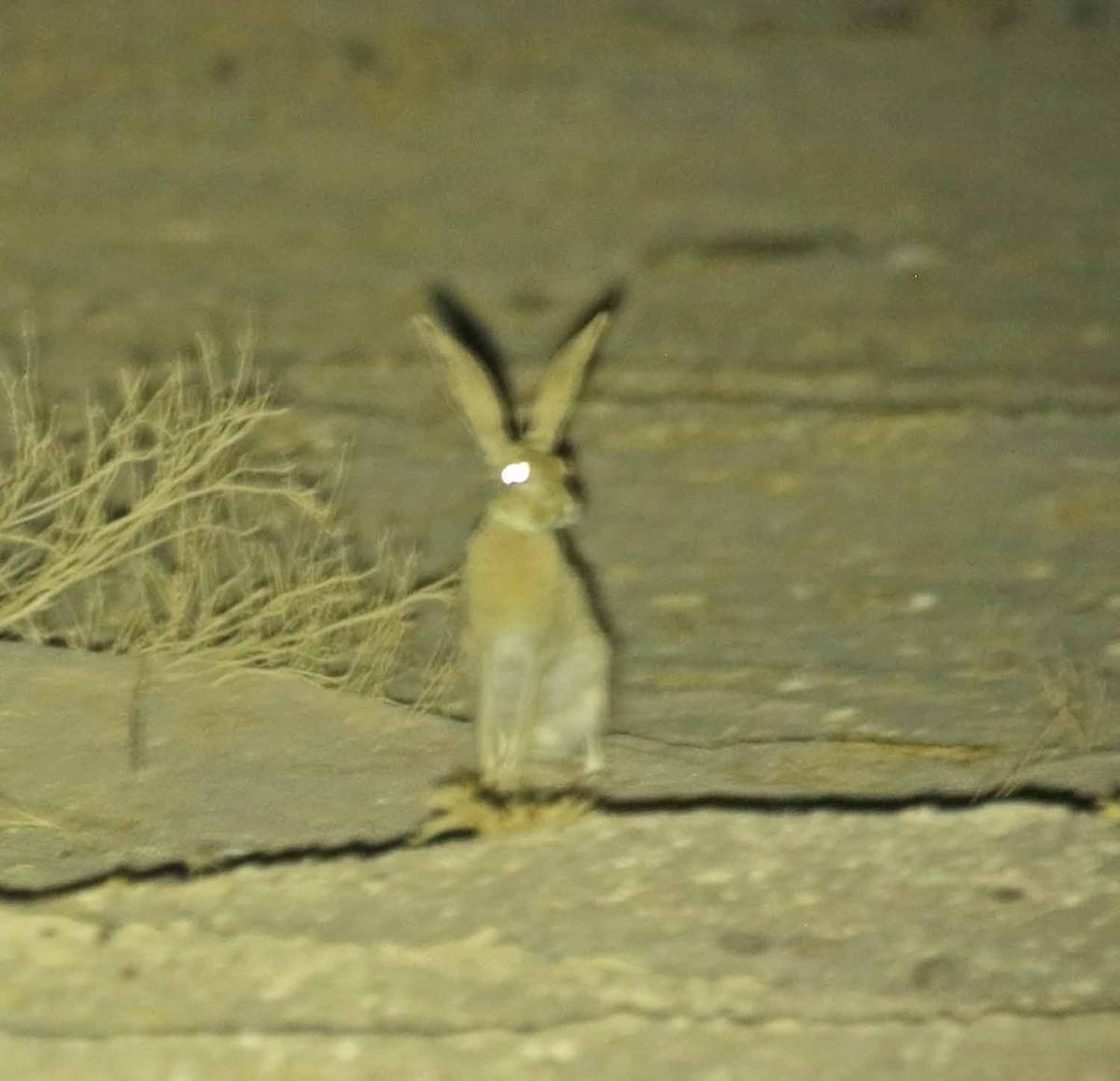 Animals - ML646405573