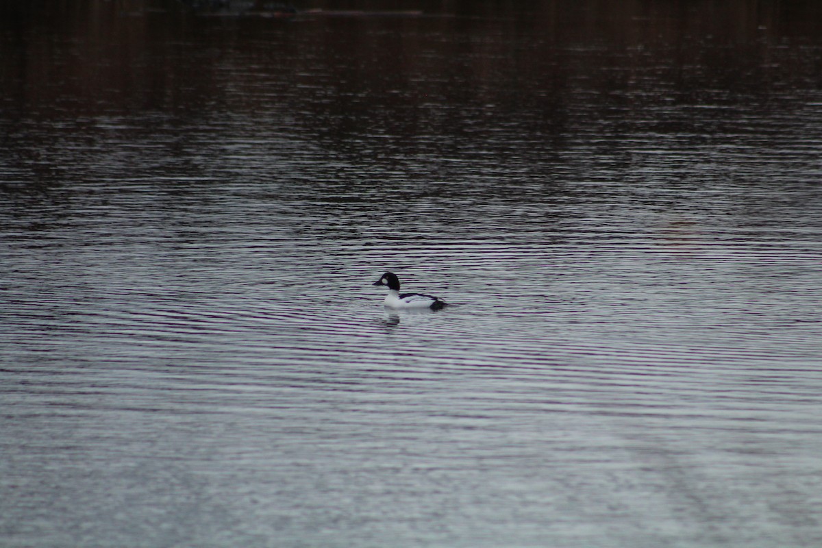 Гоголь - ML646405574