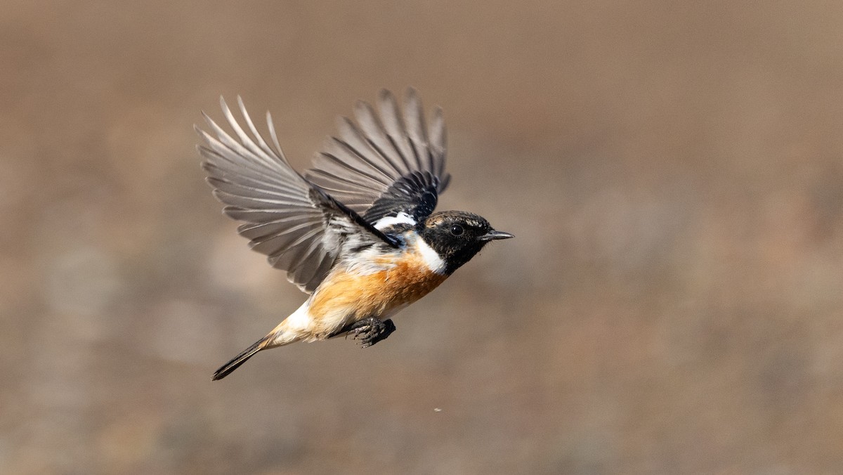 Черноголовый чекан - ML646405575