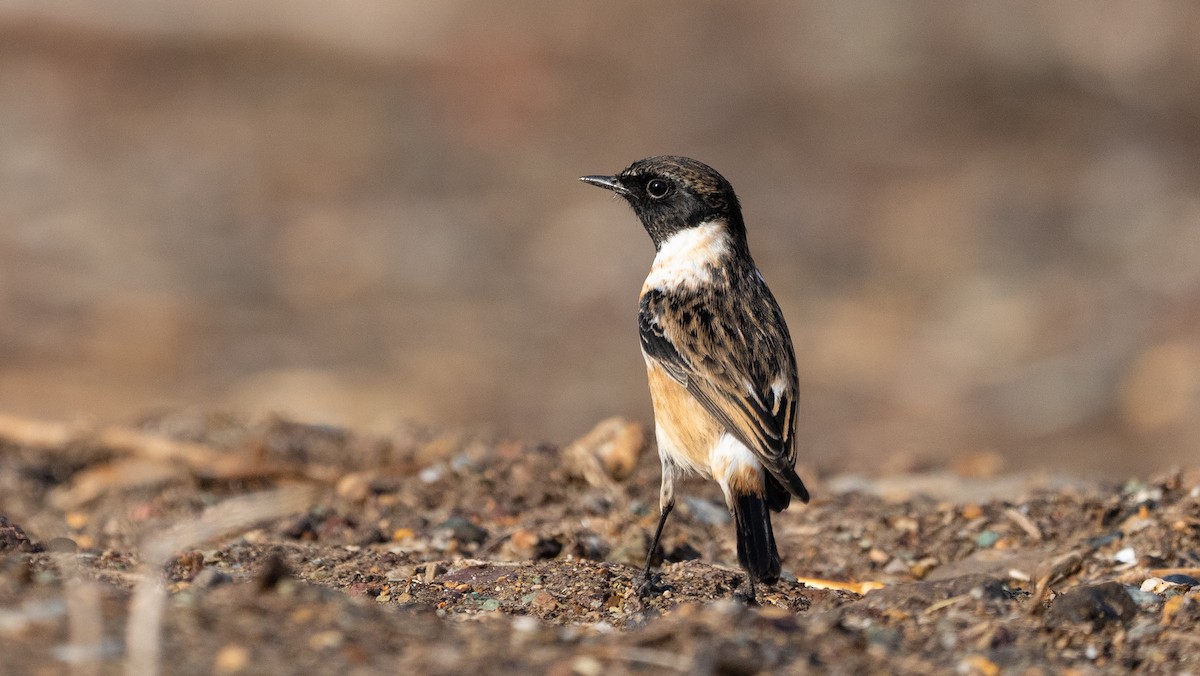 Черноголовый чекан - ML646405576