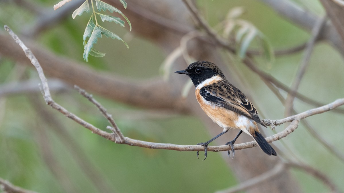 Черноголовый чекан - ML646405577