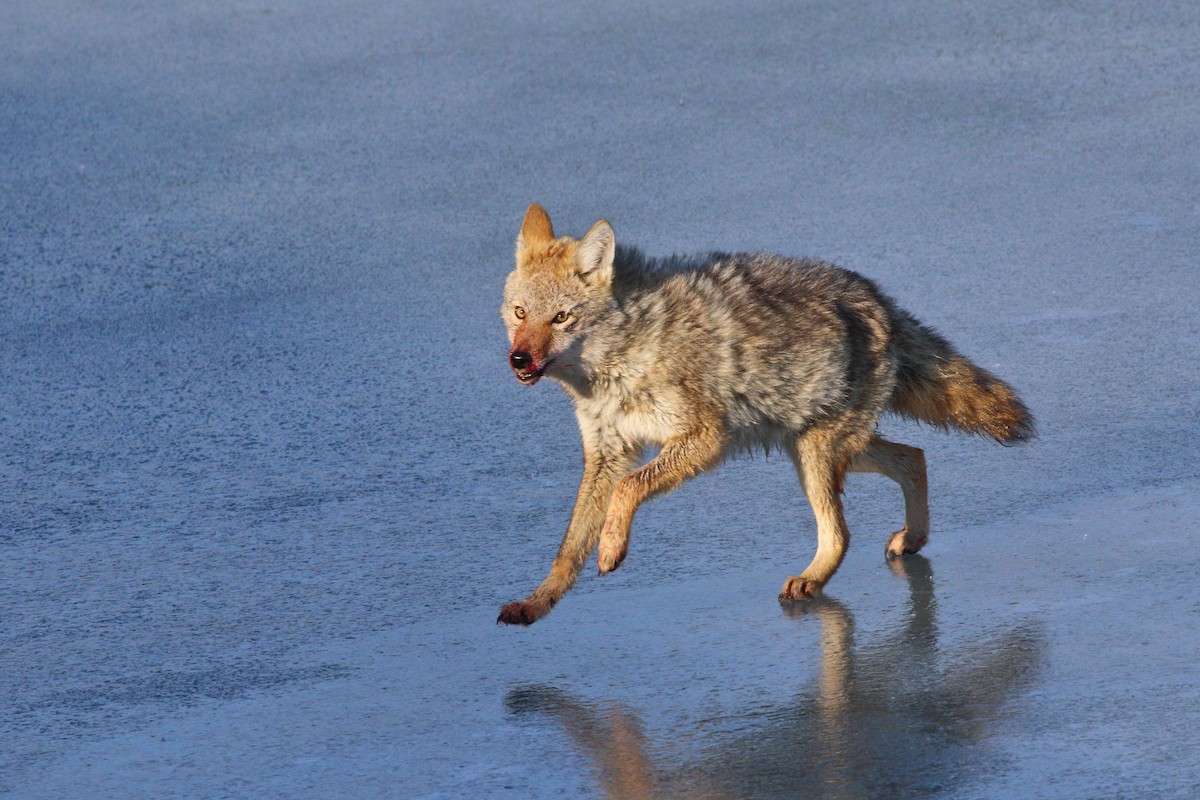 Plains Coyote - ML646405578